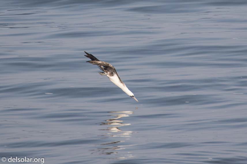 Canon EOS 7D Mark II  --  400 mm  --  EF100-400mm f/4.5-5.6L IS II USM  