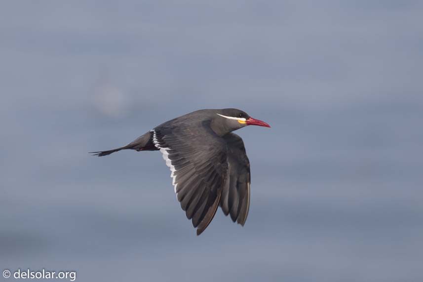 Canon EOS 7D Mark II  --  371 mm  --  EF100-400mm f/4.5-5.6L IS II USM  