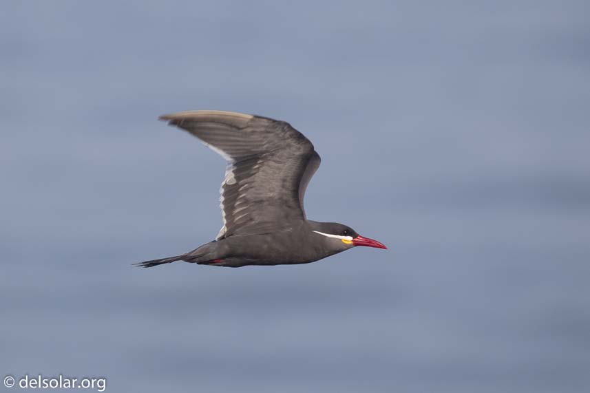 Canon EOS 7D Mark II  --  360 mm  --  EF100-400mm f/4.5-5.6L IS II USM  