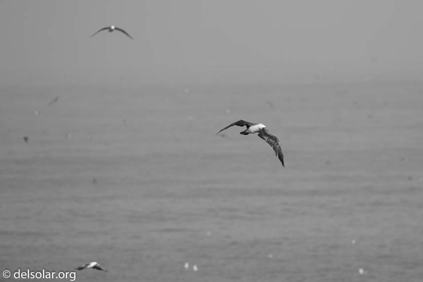 Canon EOS 7D Mark II  --  400 mm  --  EF100-400mm f/4.5-5.6L IS II USM  