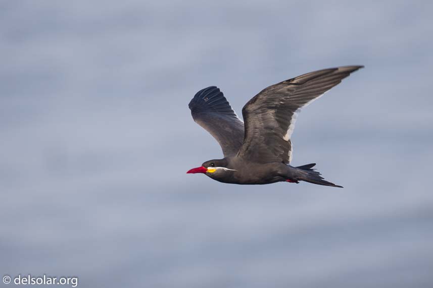 Canon EOS 7D Mark II  --  400 mm  --  EF100-400mm f/4.5-5.6L IS II USM  