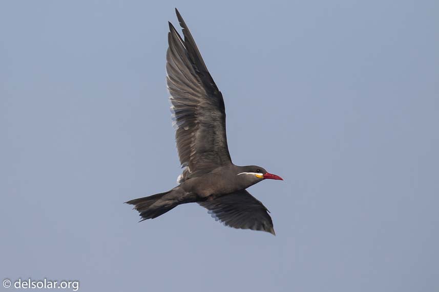 Canon EOS 7D Mark II  --  300 mm  --  EF100-400mm f/4.5-5.6L IS II USM  