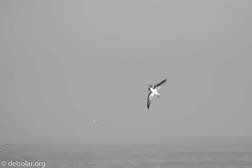 Canon EOS 7D Mark II  --  278 mm  --  EF100-400mm f/4.5-5.6L IS II USM  