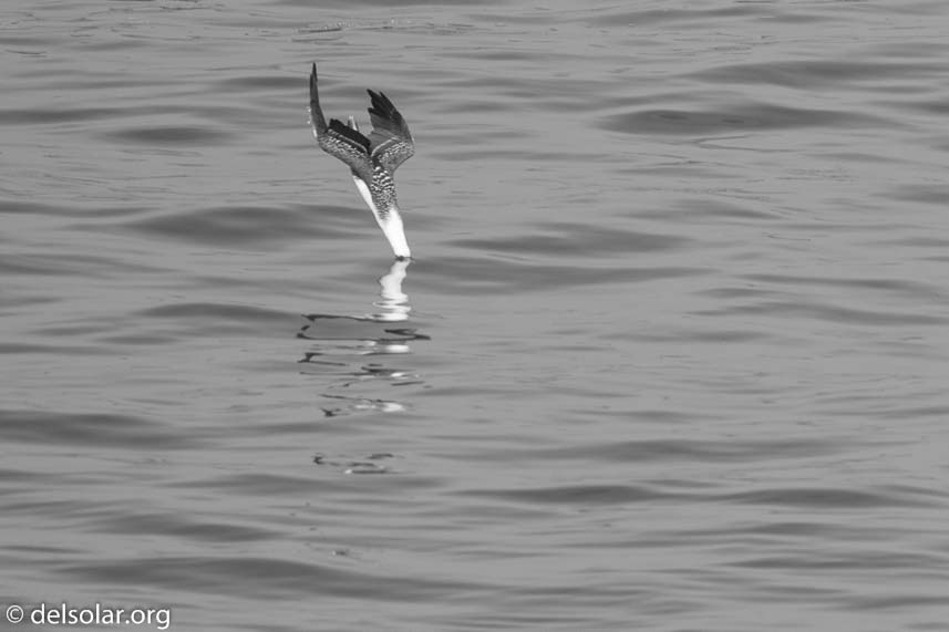 Canon EOS 7D Mark II  --  400 mm  --  EF100-400mm f/4.5-5.6L IS II USM  