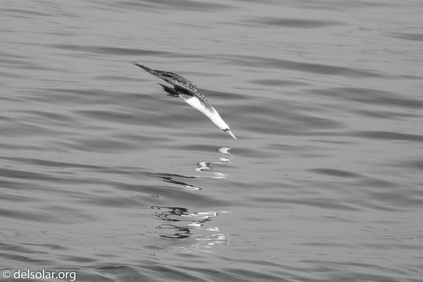 Canon EOS 7D Mark II  --  400 mm  --  EF100-400mm f/4.5-5.6L IS II USM  