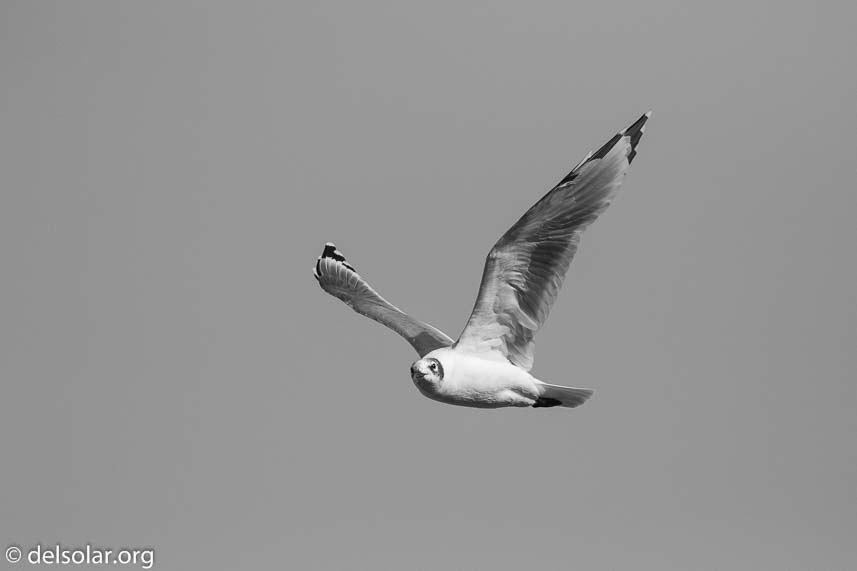 Canon EOS 7D Mark II  --  300 mm  --  EF100-400mm f/4.5-5.6L IS II USM  