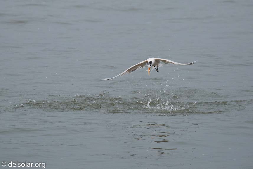 Canon EOS 5D Mark III  --  400 mm  --  EF100-400mm f/4.5-5.6L IS II USM  