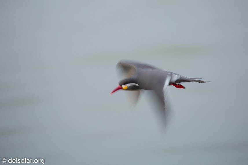 Canon EOS 5D Mark III  --  400 mm  --  EF100-400mm f/4.5-5.6L IS II USM  