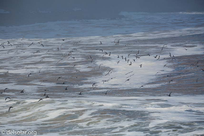 Canon EOS 5D Mark III  --  241 mm  --  EF100-400mm f/4.5-5.6L IS II USM  