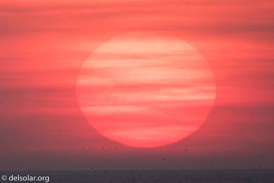 Canon EOS 7D Mark II  --  600 mm  --  EF600mm f/4L IS II USM  