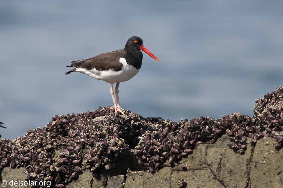 Canon EOS 7D Mark II  --  600 mm  --  EF600mm f/4L IS II USM  