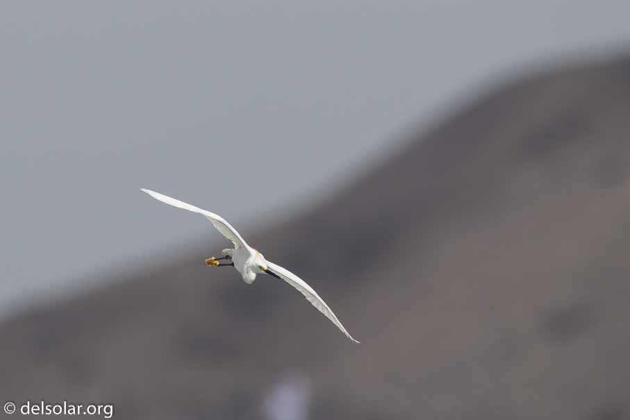 Canon EOS 7D Mark II  --  600 mm  --  EF600mm f/4L IS II USM  