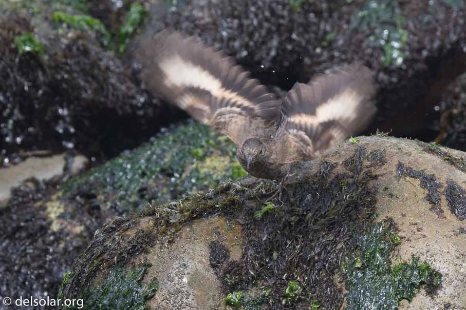 Canon EOS 7D Mark II  --  600 mm  --  EF600mm f/4L IS II USM  