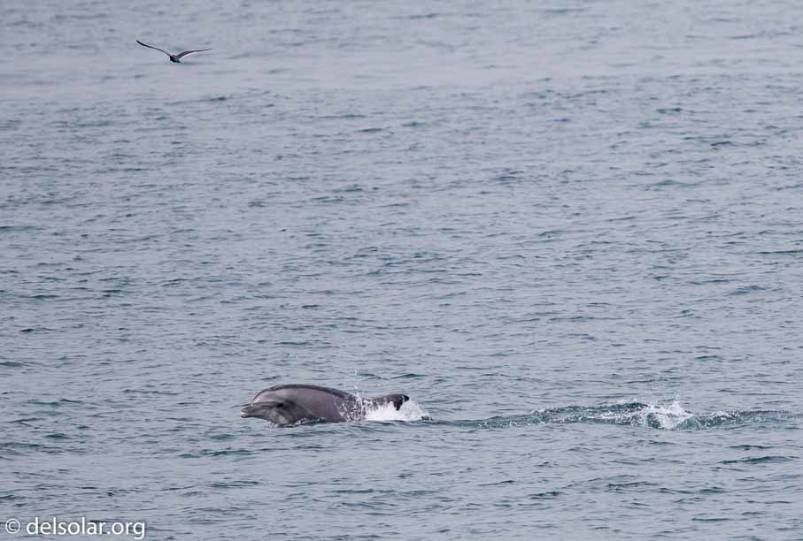 Canon EOS 7D Mark II  --  600 mm  --  EF600mm f/4L IS II USM  