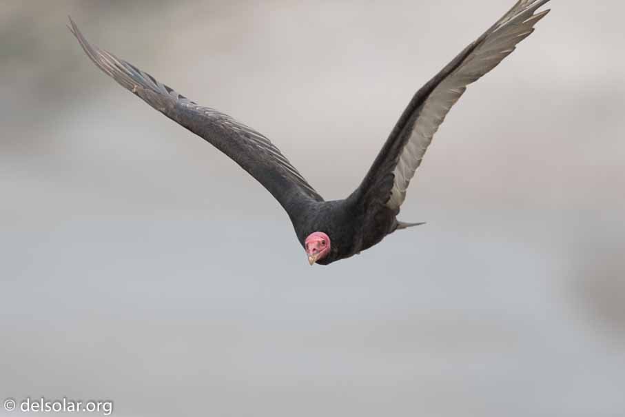 Canon EOS 7D Mark II  --  600 mm  --  EF600mm f/4L IS II USM  