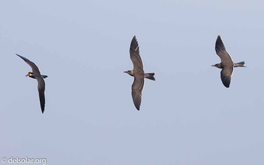 Canon EOS 7D Mark II  --  600 mm  --  EF600mm f/4L IS II USM  