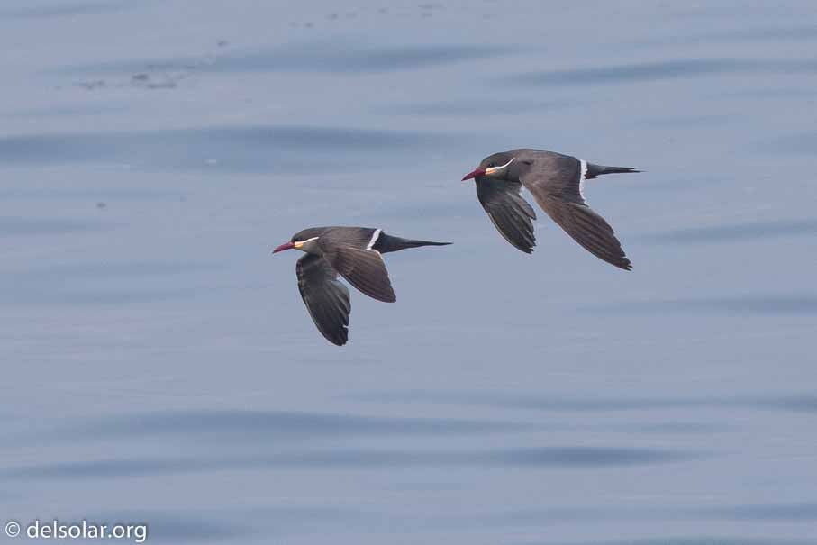 Canon EOS 7D Mark II  --  600 mm  --  EF600mm f/4L IS II USM  