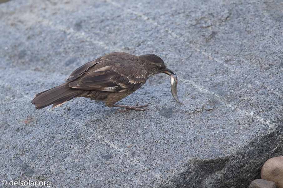 Canon EOS 7D Mark II  --  600 mm  --  EF600mm f/4L IS II USM  