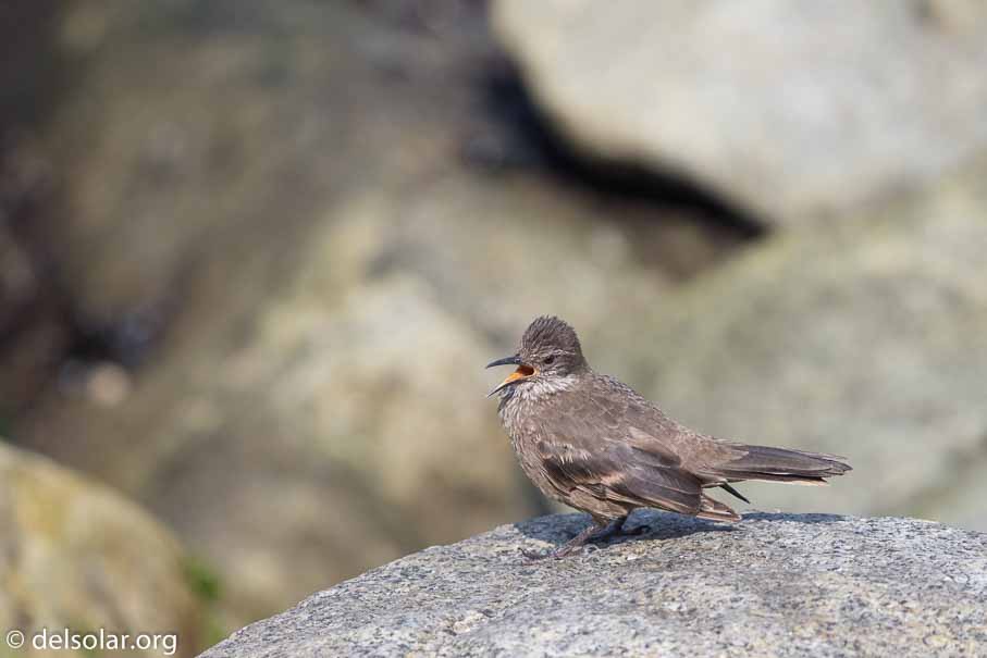 Canon EOS 7D Mark II  --  600 mm  --  EF600mm f/4L IS II USM  