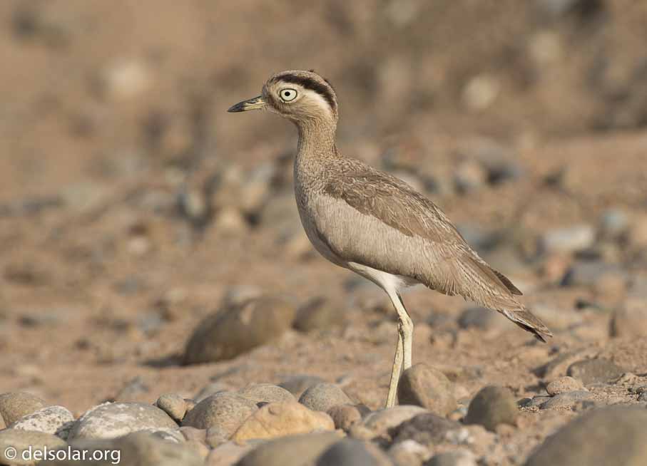 Canon EOS 7D Mark II  --  340 mm  --  EF100-400mm f/4.5-5.6L IS II USM  