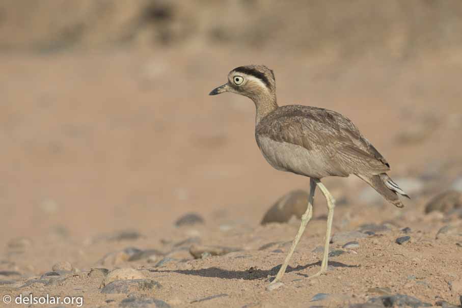 Canon EOS 7D Mark II  --  400 mm  --  EF100-400mm f/4.5-5.6L IS II USM  