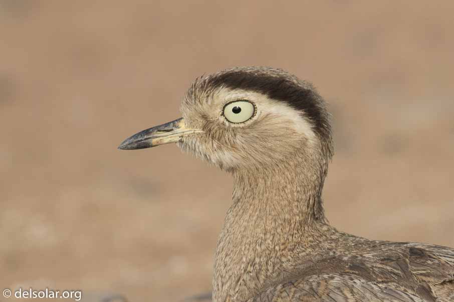 Canon EOS 7D Mark II  --  400 mm  --  EF100-400mm f/4.5-5.6L IS II USM  