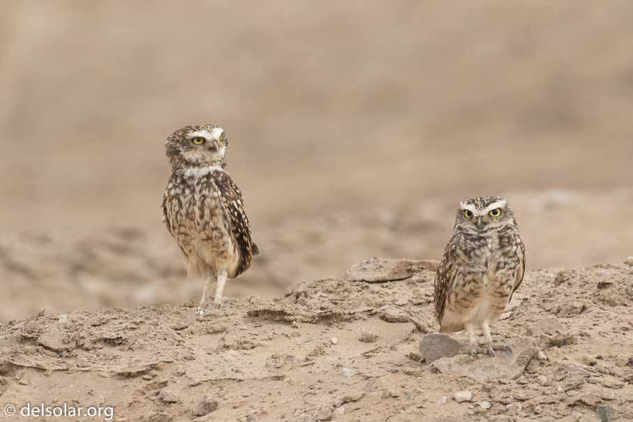 Canon EOS 7D Mark II  --  400 mm  --  EF100-400mm f/4.5-5.6L IS II USM  