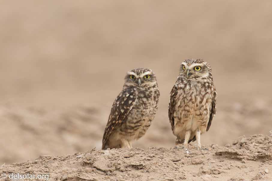 Canon EOS 7D Mark II  --  400 mm  --  EF100-400mm f/4.5-5.6L IS II USM  