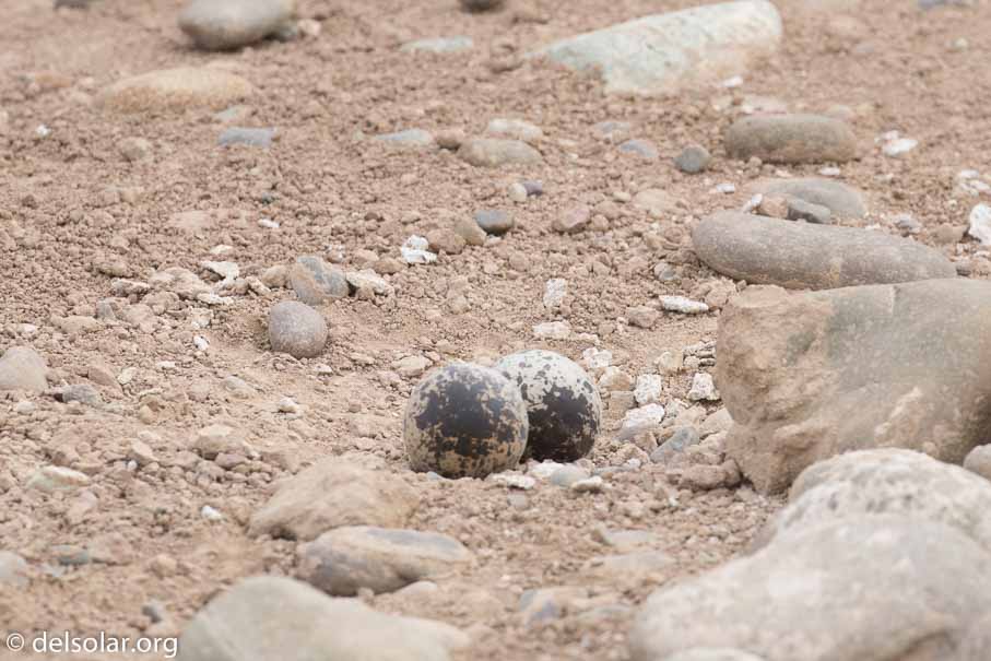 Canon EOS 7D Mark II  --  400 mm  --  EF100-400mm f/4.5-5.6L IS II USM  