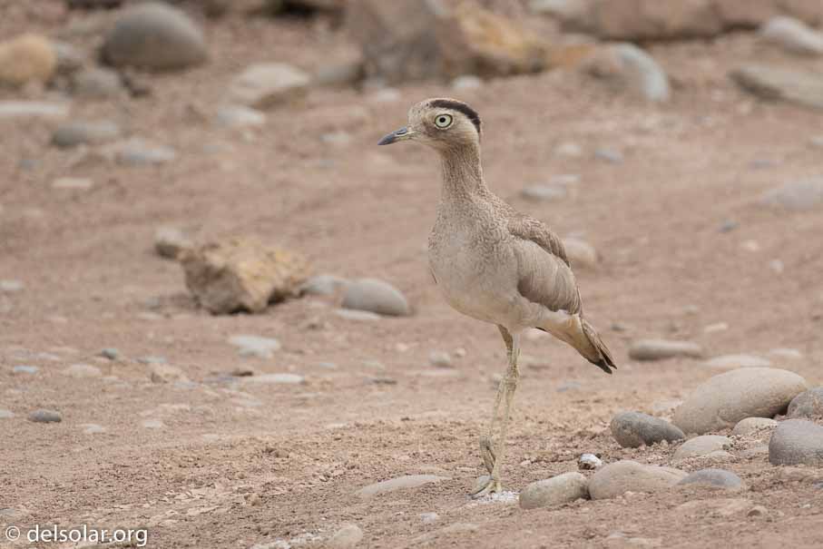 Canon EOS 7D Mark II  --  400 mm  --  EF100-400mm f/4.5-5.6L IS II USM  