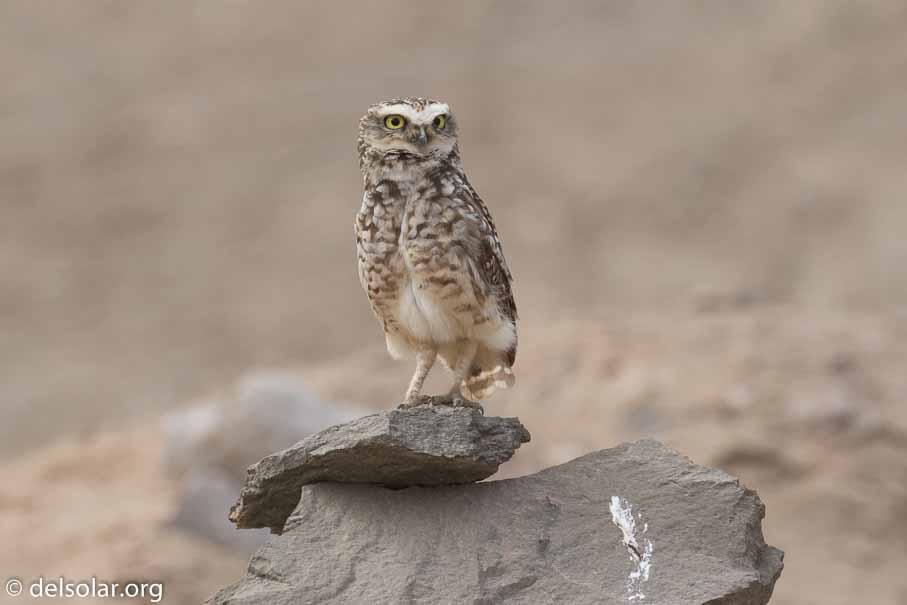 Canon EOS 7D Mark II  --  400 mm  --  EF100-400mm f/4.5-5.6L IS II USM  