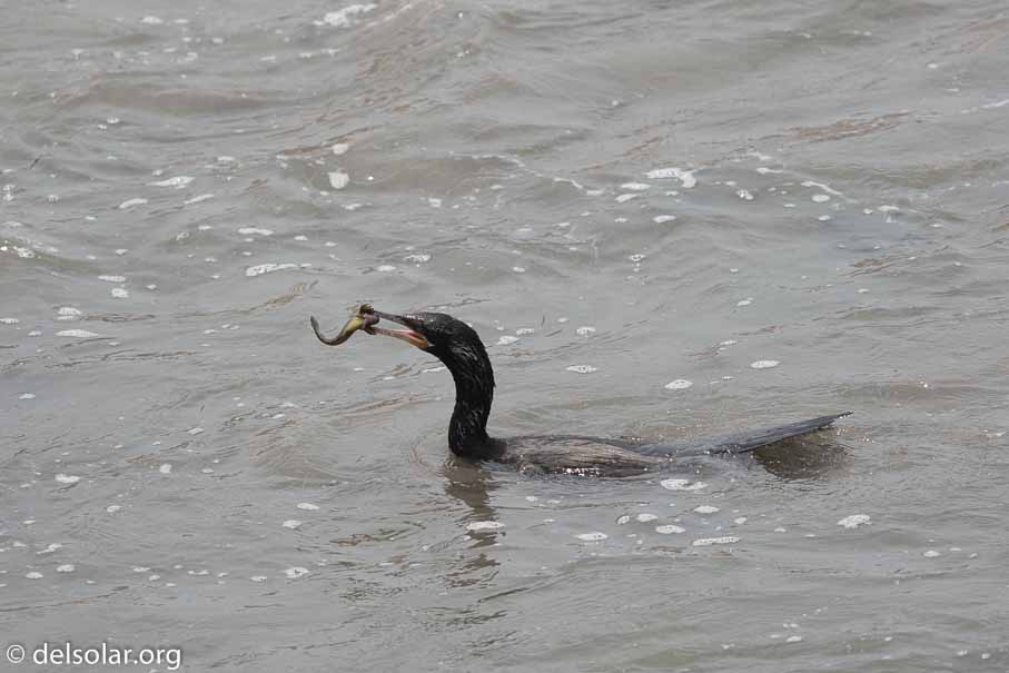 Canon EOS 5D Mark III  --  600 mm  --  EF600mm f/4L IS II USM  