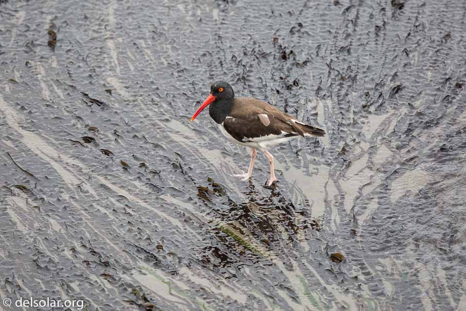 Canon EOS 5D Mark III  --  600 mm  --  EF600mm f/4L IS II USM  