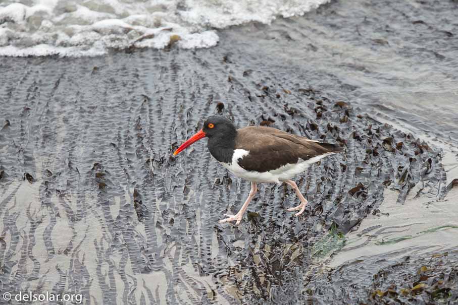 Canon EOS 5D Mark III  --  600 mm  --  EF600mm f/4L IS II USM  