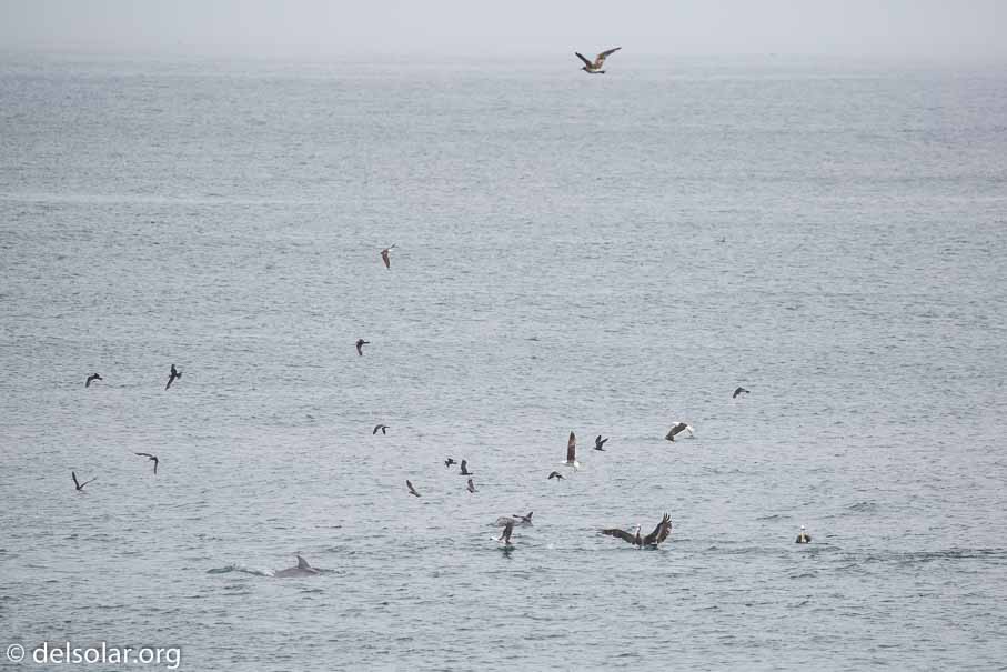 Canon EOS 5D Mark III  --  400 mm  --  EF100-400mm f/4.5-5.6L IS II USM  