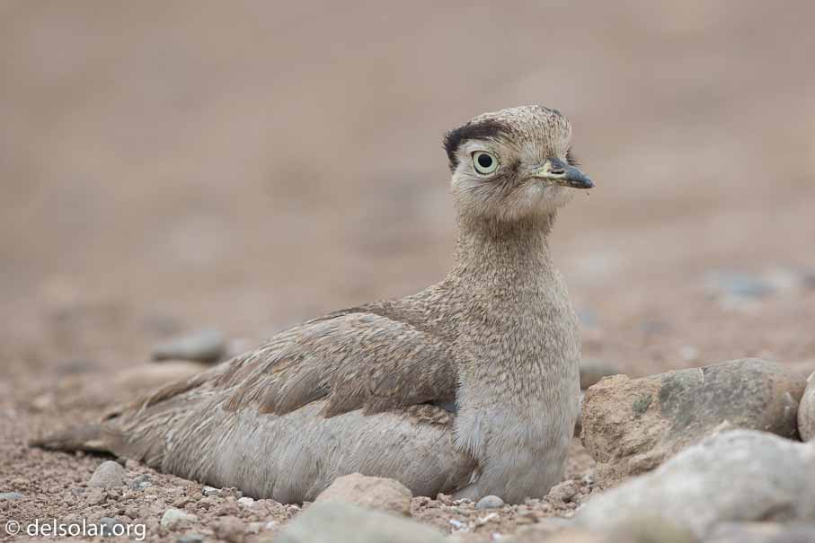 Canon EOS 5D Mark III  --  600 mm  --  EF600mm f/4L IS II USM  