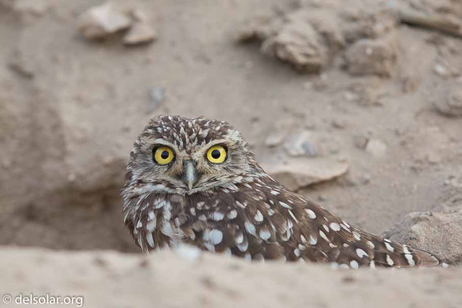 Canon EOS 5D Mark III  --  600 mm  --  EF600mm f/4L IS II USM  