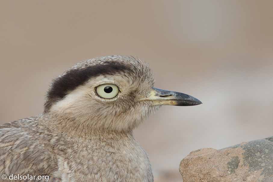 Canon EOS 5D Mark III  --  600 mm  --  EF600mm f/4L IS II USM  