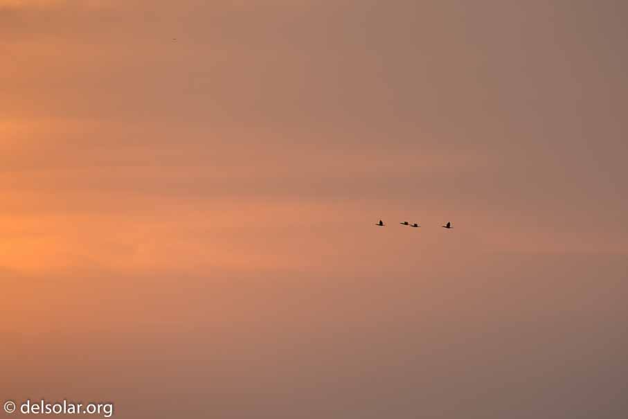 Canon EOS 5D Mark III  --  400 mm  --  EF100-400mm f/4.5-5.6L IS II USM  