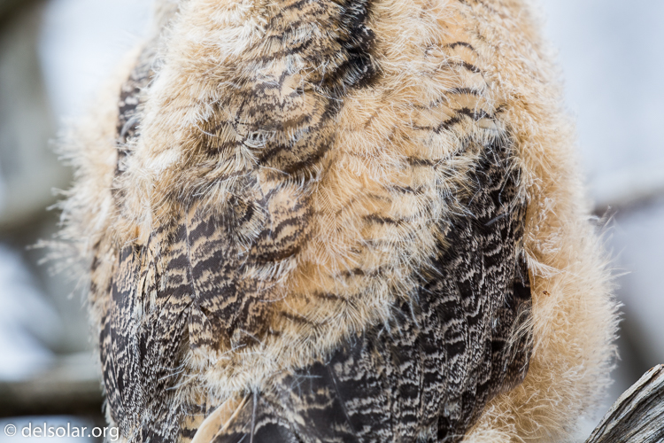 Canon EOS 5D Mark III  --  371 mm  --  EF100-400mm f/4.5-5.6L IS II USM  