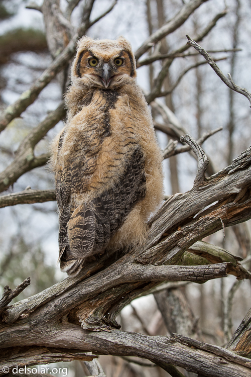 Canon EOS 5D Mark III  --  100 mm  --  EF100-400mm f/4.5-5.6L IS II USM  