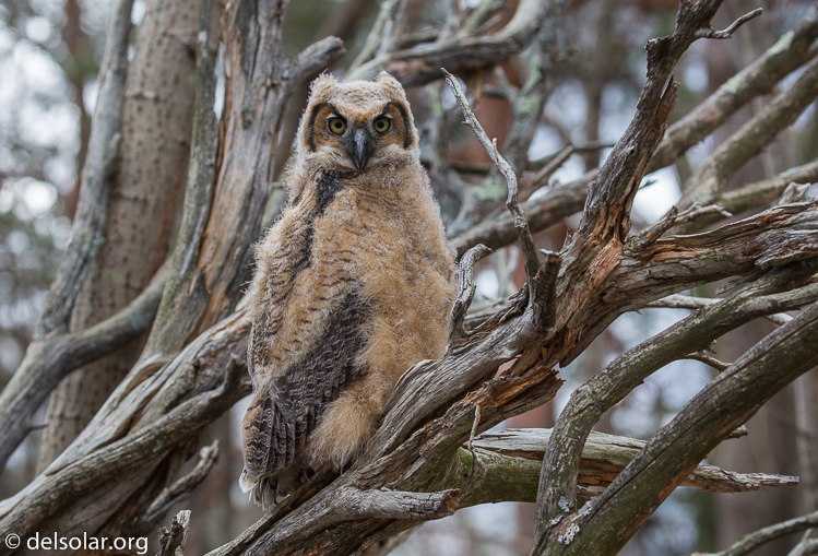 Canon EOS 5D Mark III  --  153 mm  --  EF100-400mm f/4.5-5.6L IS II USM  