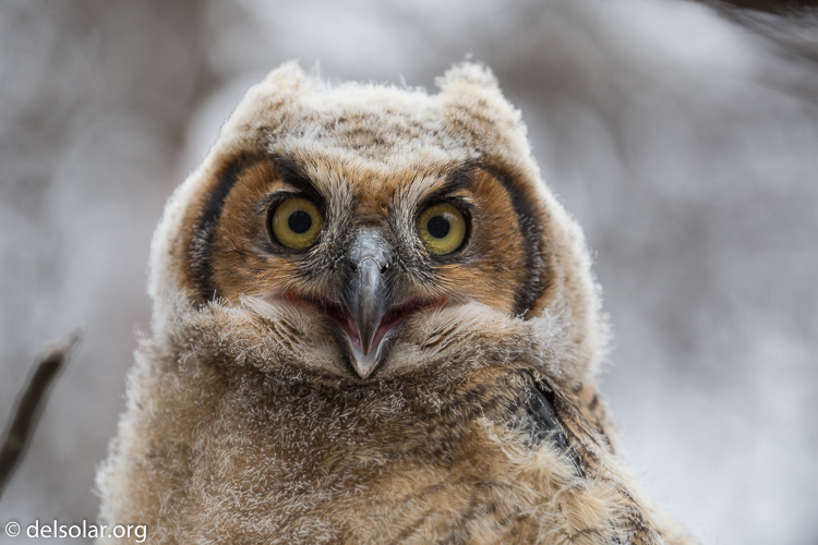 Canon EOS 5D Mark III  --  330 mm  --  EF100-400mm f/4.5-5.6L IS II USM  