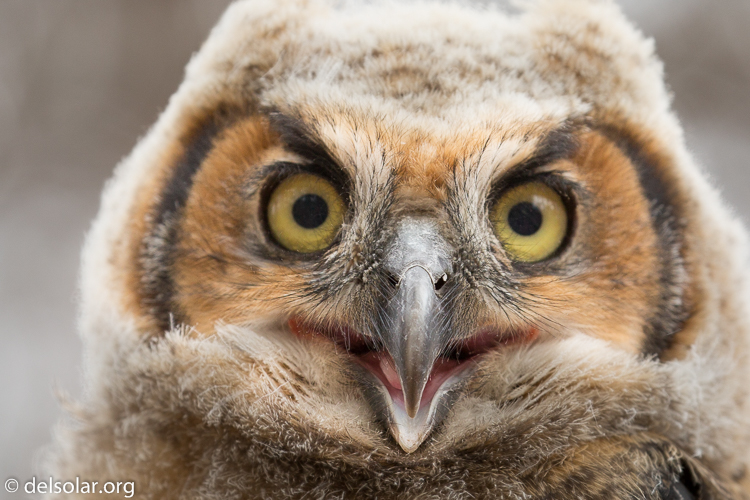 Canon EOS 5D Mark III  --  330 mm  --  EF100-400mm f/4.5-5.6L IS II USM  