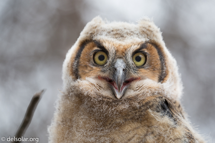 Canon EOS 5D Mark III  --  330 mm  --  EF100-400mm f/4.5-5.6L IS II USM  