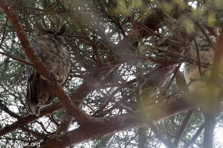 Canon EOS 5D Mark III  --  321 mm  --  EF100-400mm f/4.5-5.6L IS II USM  