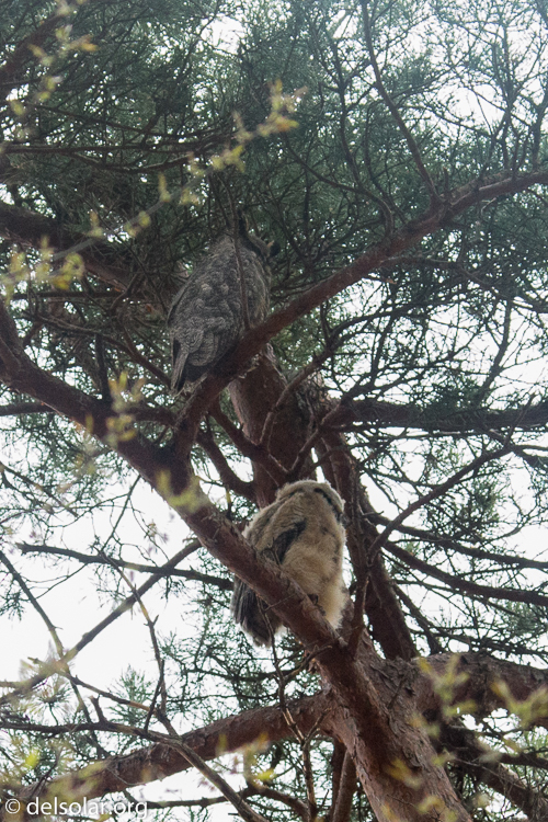 Canon EOS 5D Mark III  --  100 mm  --  EF100-400mm f/4.5-5.6L IS II USM  