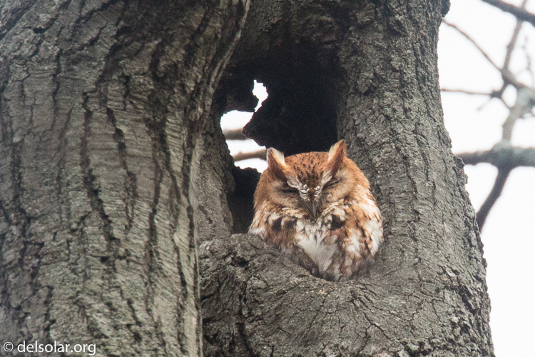 Canon EOS 5D Mark III  --  400 mm  --  EF100-400mm f/4.5-5.6L IS II USM  