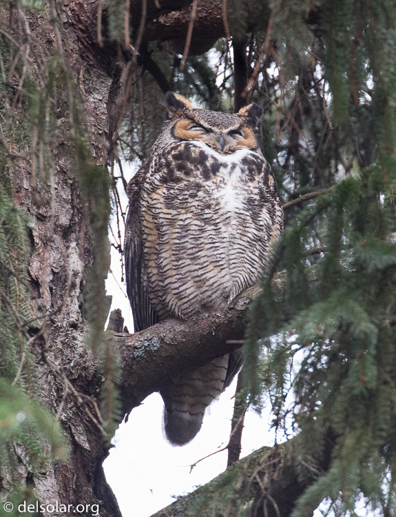 Canon EOS 5D Mark III  --  400 mm  --  EF100-400mm f/4.5-5.6L IS II USM  