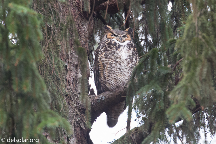 Canon EOS 5D Mark III  --  371 mm  --  EF100-400mm f/4.5-5.6L IS II USM  